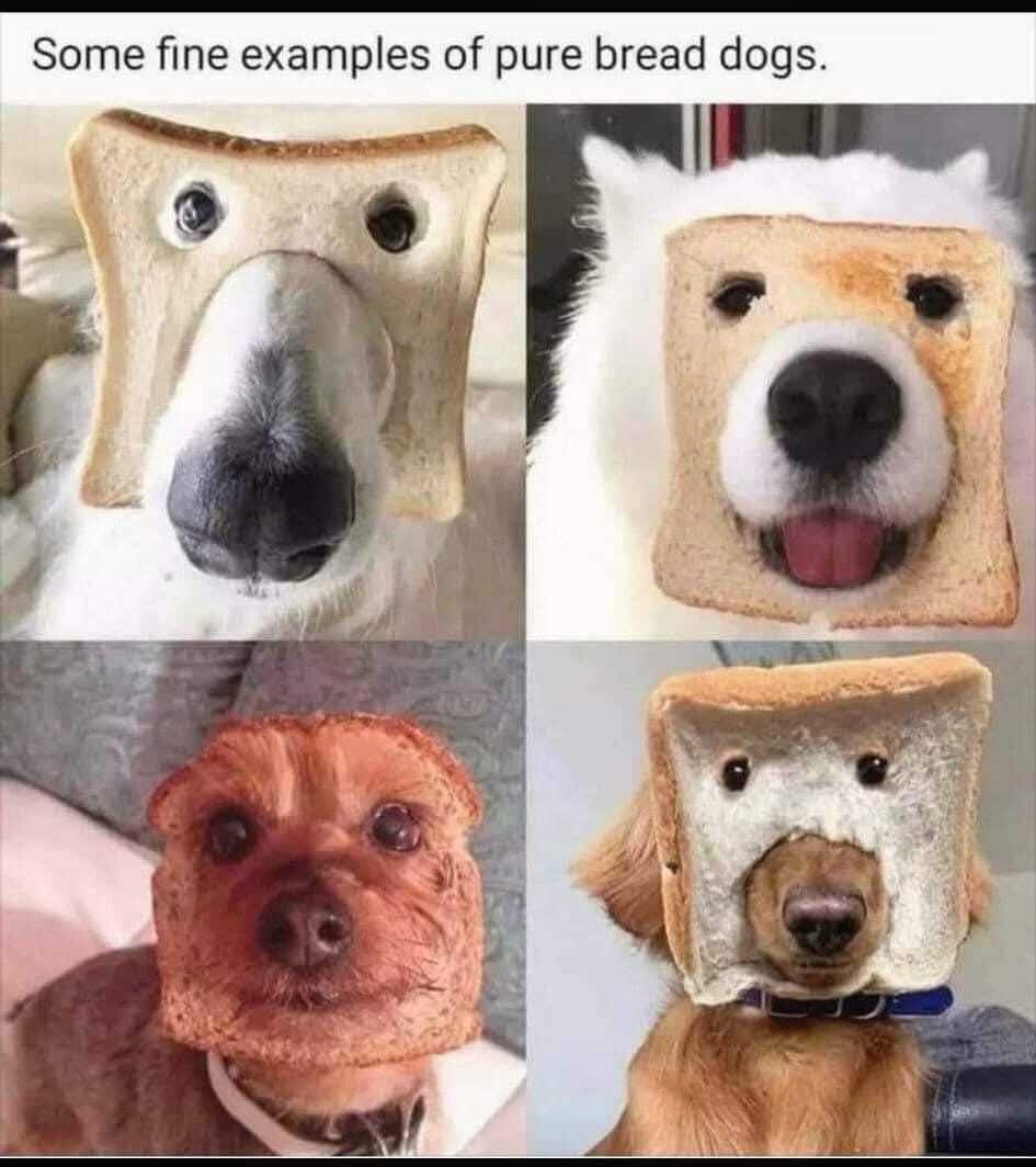 Some fine examples of pure bread dogs.
