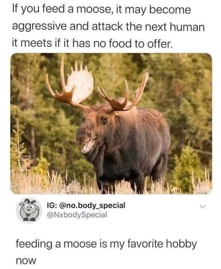 If you feed a moose, it may become aggressive and attack the next human it meets if it has no food to offer
feeding a moose is my favorite hobbynow
