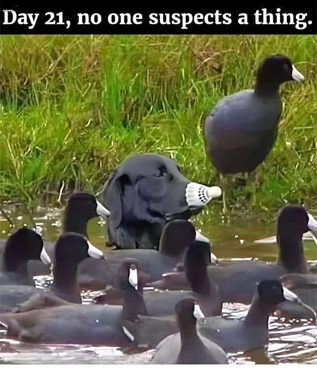 Day 21, no one suspects a thing.