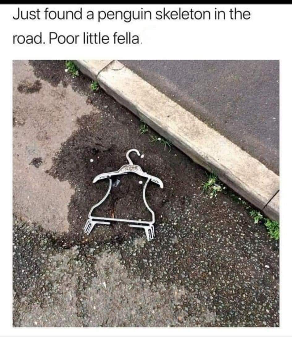 Just found a penguin skeleton in the road. Poor little fella