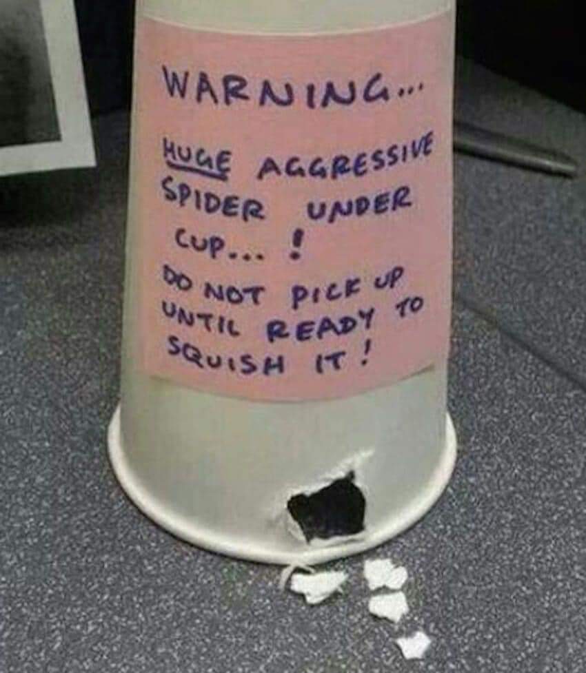 Warning...
Huge aggressive spider under cup... !
Do not pick up until ready to squish it!