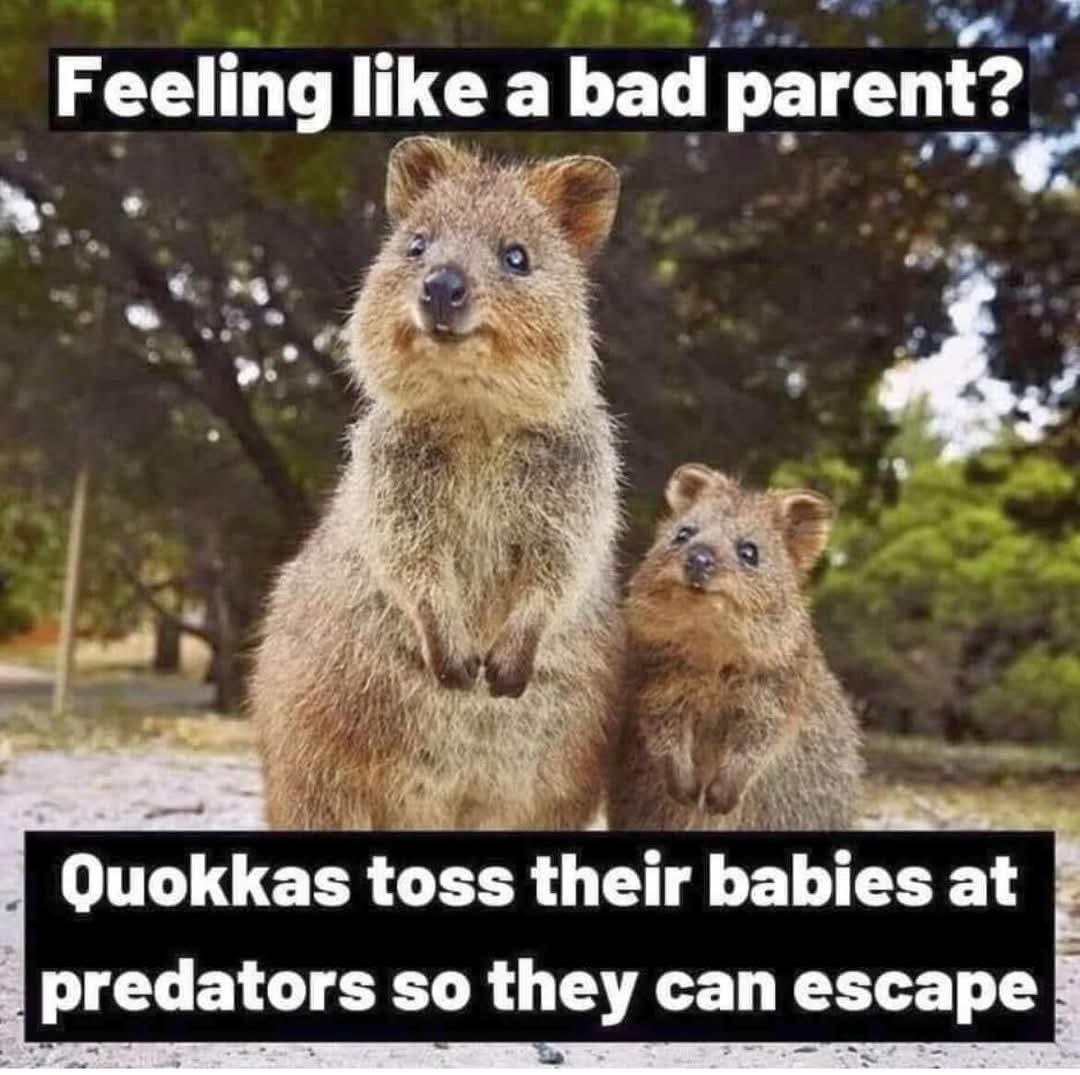 Feeling like a bad parent?  
Quokkas toss their babies at predators so they can escape
