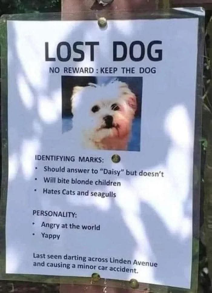 LOST DOG
NO REWARD: KEEP THE DOG
IDENTIFYING MARKS:
• Should answer to "Daisy" but doesn't
• Will bite blonde children
• Hates Cats and seagulls
PERSONALITY:
• Angry at the world
• Yappy
Last seen darting across Linden Avenue and causing a minor car accident