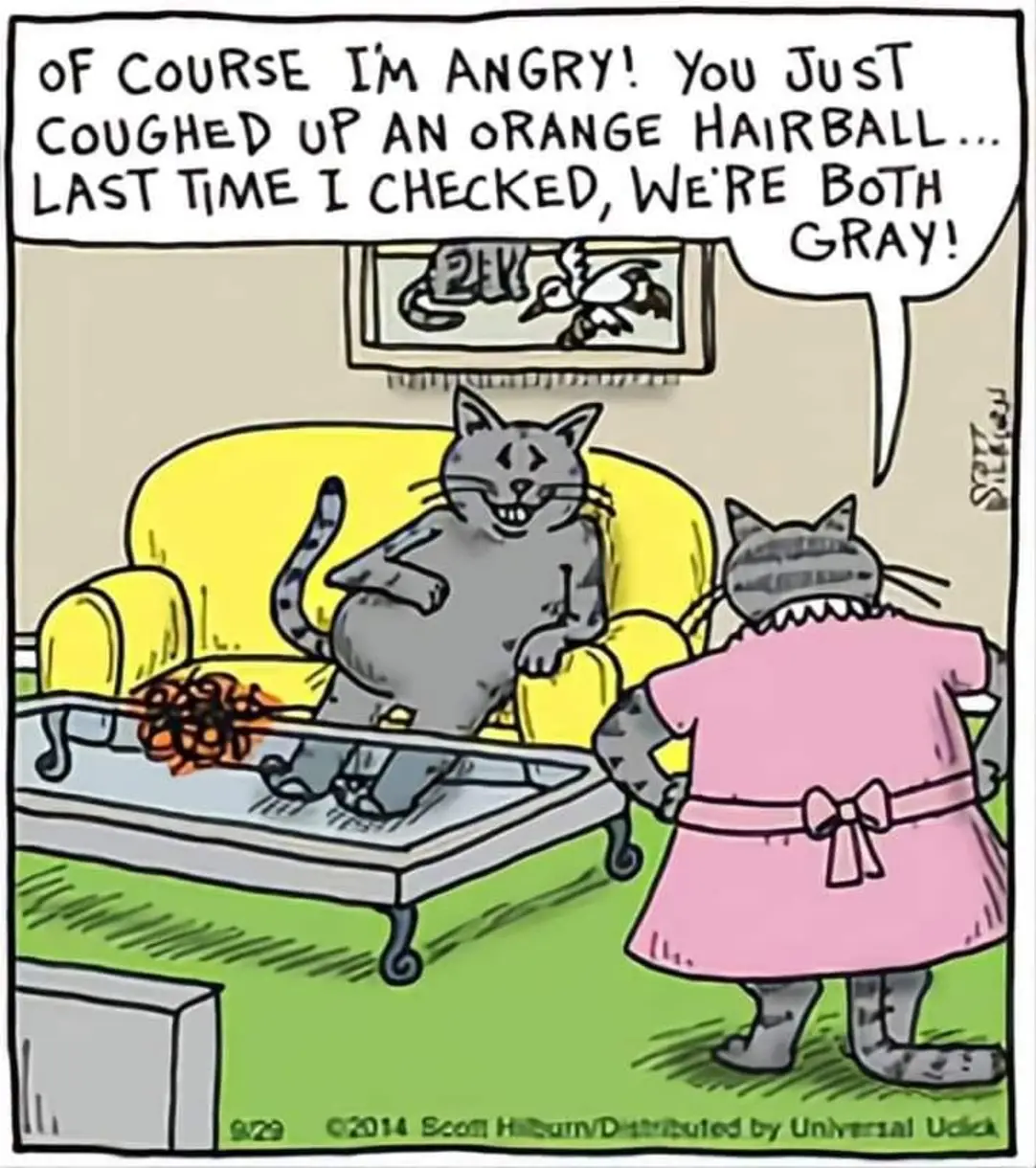 Of course I'm angry! You just coughed up an orange hairball... Last time I checked, we're both gray!