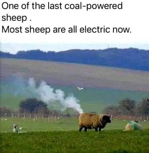 One of the last coal powered sheep
Most sheep are all electric now