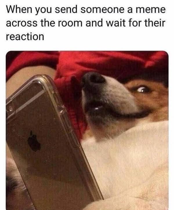When you send someone a meme across the room and wait for their reaction
