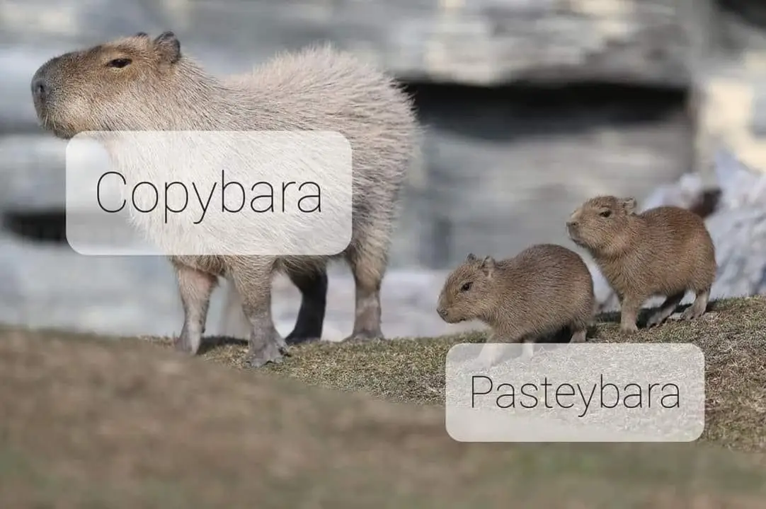 Copybara
Pasteybara