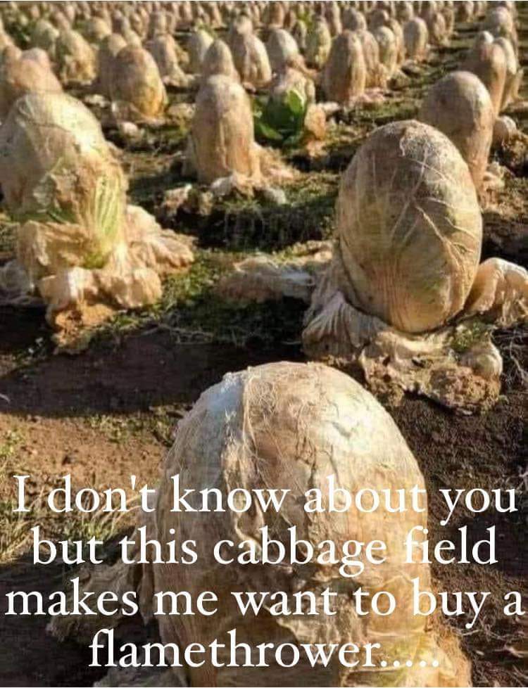 I don't know about you but this cabbage field makes me want to buy a flamethrower...