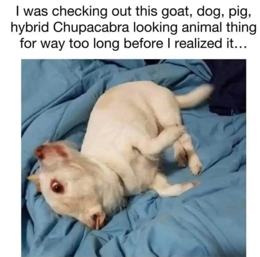 I was checking out this goat, dog, pig, hybrid Chupacabra looking animal thing for way too long before I realized it...