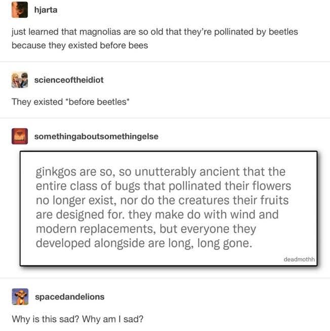 Just learned that magnolias are so old that they’re pollinated by beetles because they existed before bees  

scienceoftheidiot  
They existed *before beetles*  

somethingaboutsomethingelse  
ginkgos are so, so unutterably ancient that the entire class of bugs that pollinated their flowers no longer exist, nor do the creatures their fruits are designed for. they make do with wind and modern replacements, but everyone they developed alongside are long, long gone.  
deadmothh  

spacedandelions  
Why is this sad? Why am I sad?