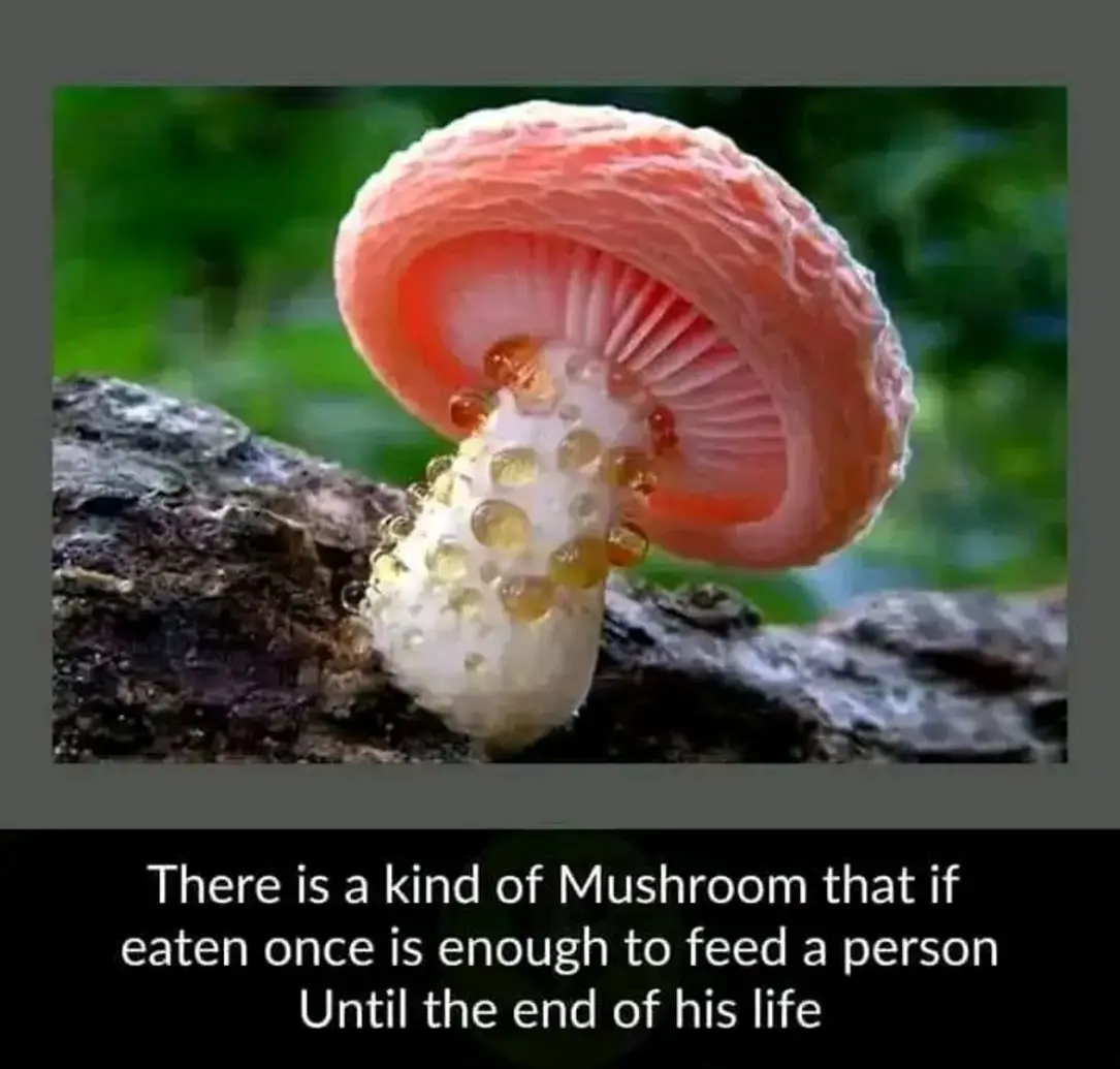 There is a kind of Mushroom that if eaten once is enough to feed a person Until the end of his life