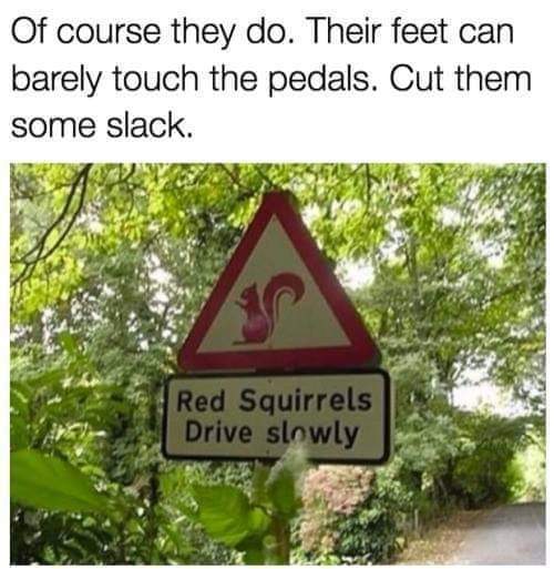 Red squirrels drive slowly
Of course they do. Their feet can barely touch the pedals. Cut them some slack.