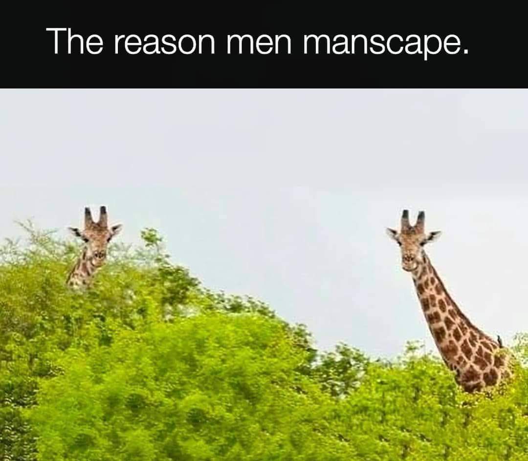 The reason men manscape