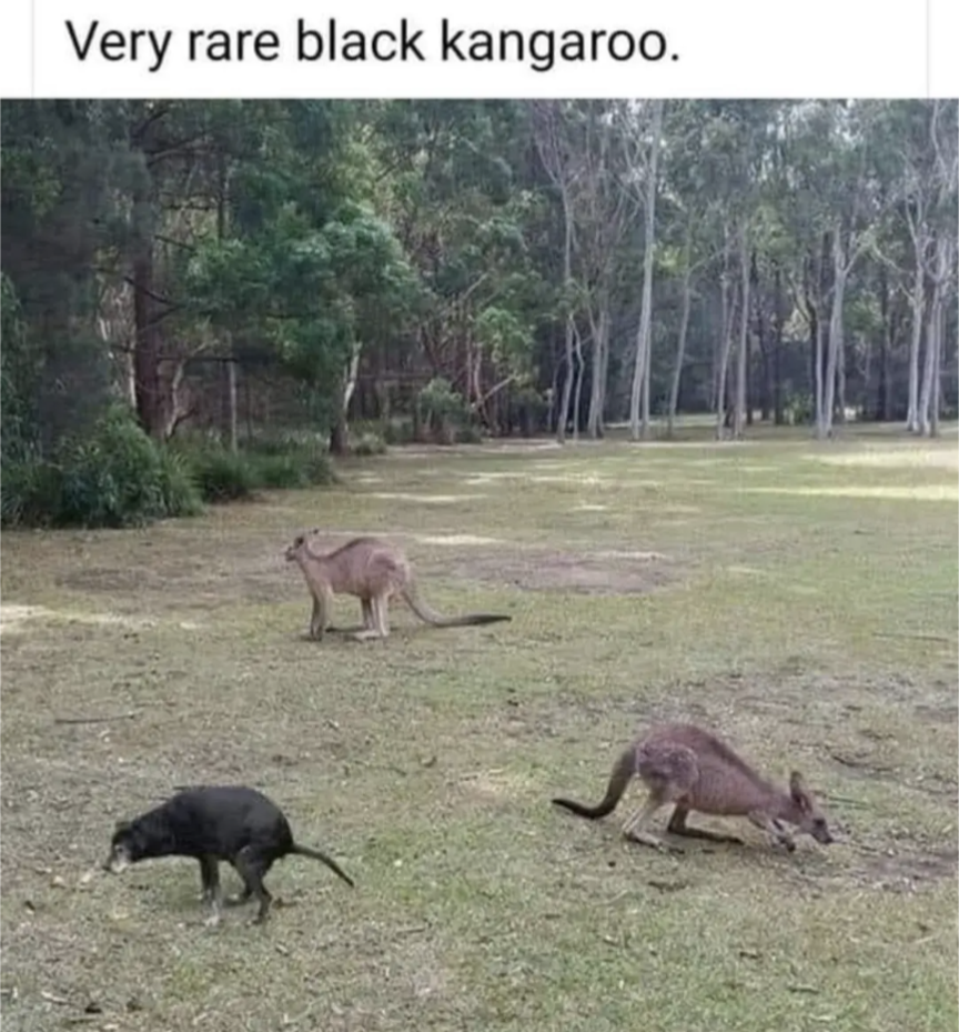 Very rare black kangaroo