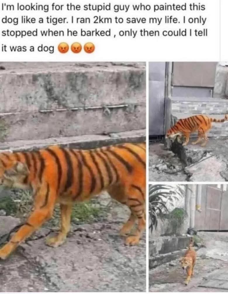 I'm looking for the stupid guy who painted this dog like a tiger. I ran 2km to save my life. I only stopped when he barked, only then could I tell it was a dog 😡😡😡
