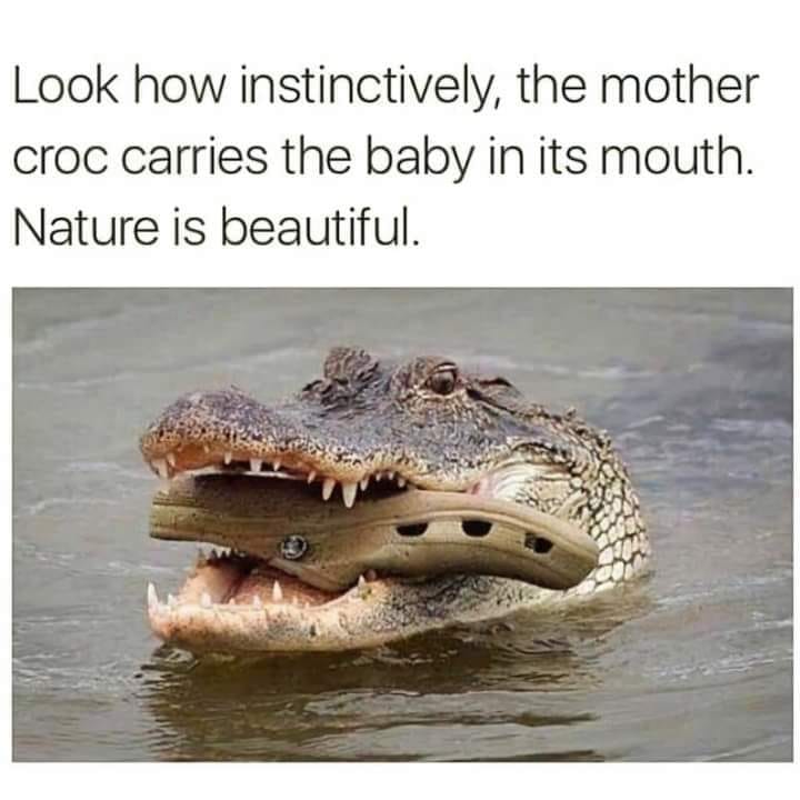 Look how instinctively the mother croc carries the baby croc in its mouth
Nature is Beautiful.
