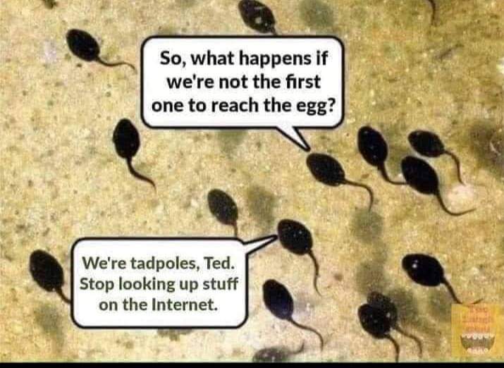 So, what happens if we're not the first to reach the egg?
We're tadpoles, Ted. Stop looking up stuff on the internet