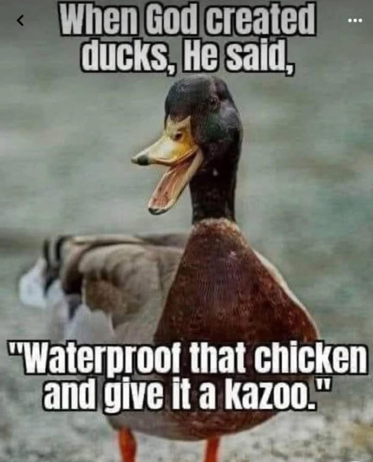 When God created ducks, He said, "Waterproof that chicken and give it a kazoo."