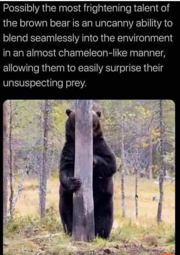 Possibly the most frightening talent of the brown bear is an uncanny ability to blend seamlessly into the environment in an almost chameleon-like manner, allowing them to easily surprise their unsuspecting prey.