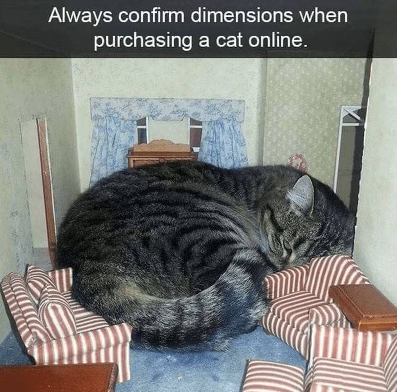 Always confirm dimensions when purchasing a cat online.