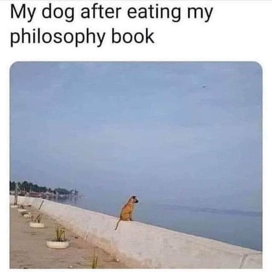 My dog after eating my philosophy book