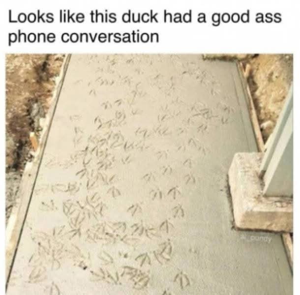 Looks like this duck had a good ass phone conversation