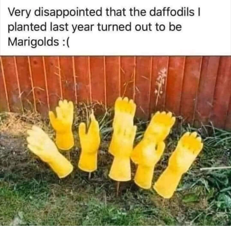 Very disappointed that the daffodils I planted last year turned out to be Marigolds :(