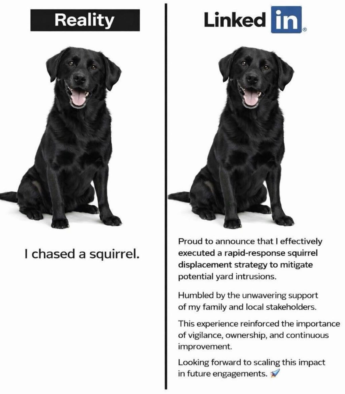 Reality: I chased a squirrel.  

Linked In: Proud to announce that I effectively executed a rapid-response squirrel displacement strategy to mitigate potential yard intrusions.  
Humbled by the unwavering support of my family and local stakeholders.  
This experience reinforced the importance of vigilance, ownership, and continuous improvement.  
Looking forward to scaling this impact in future engagements. ✈️