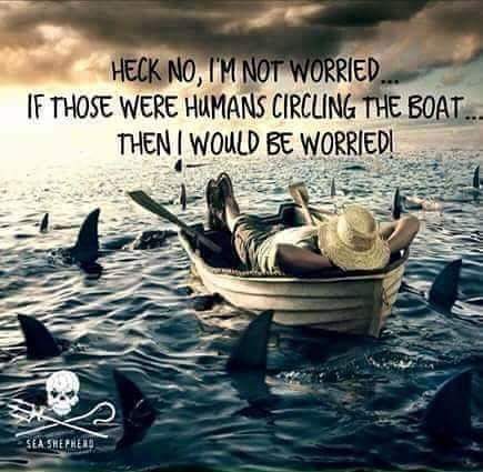Heck, no I'm not worried.
f those were humans circling the boat... then I would be worried.