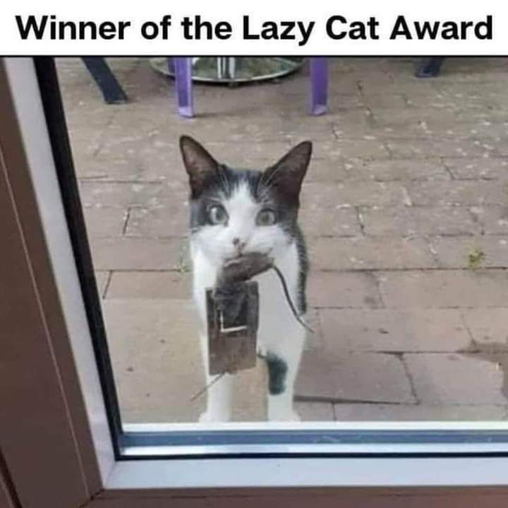 Winner of the lazy cat award