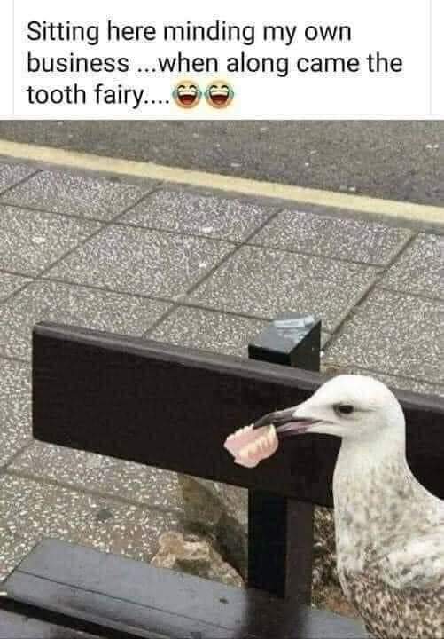 Sitting here minding my own business... when along came the tooth fairy...