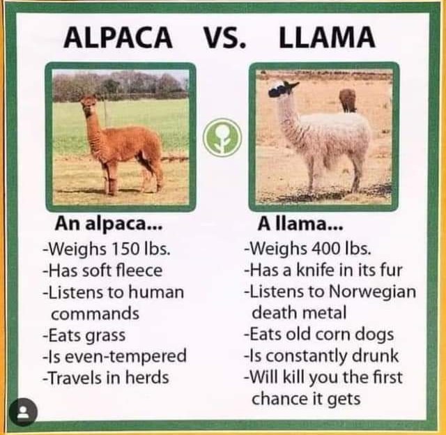 An alpaca...
-Weighs 150 lbs.
-Has soft fleece
-Listens to human commands
-Eats grass
-Is even-tempered
-Travels in herds

vs.

A llama...
-Weighs 400 lbs.
-Has a knife in its fur
-Listens to Norwegian death metal
-Eats old corn dogs
-Is constantly drunk
-Will kill you the first chance it gets