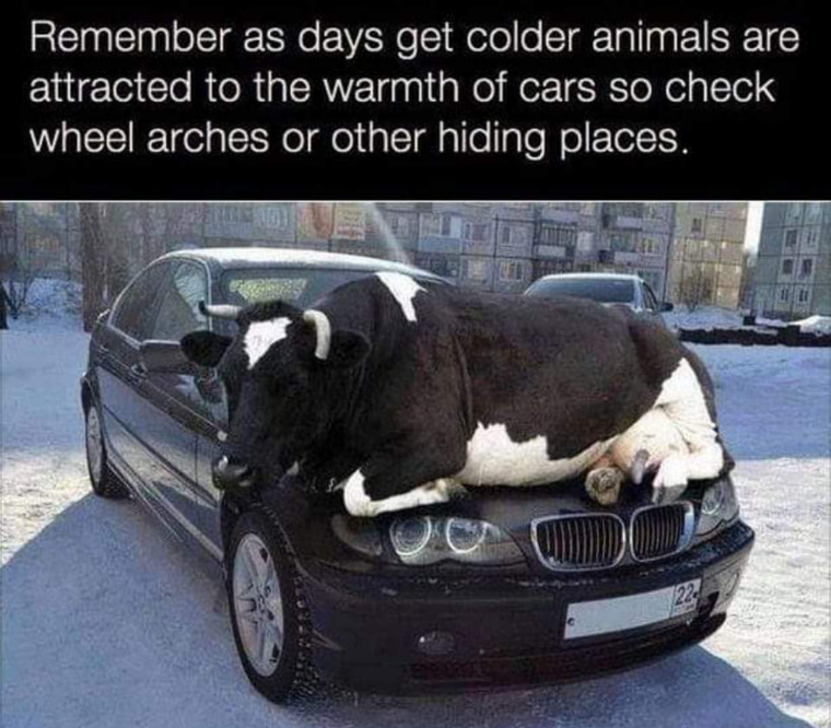 Remember as days get colder animals are attracted to the warmth of cars so check wheel arches or other hiding places