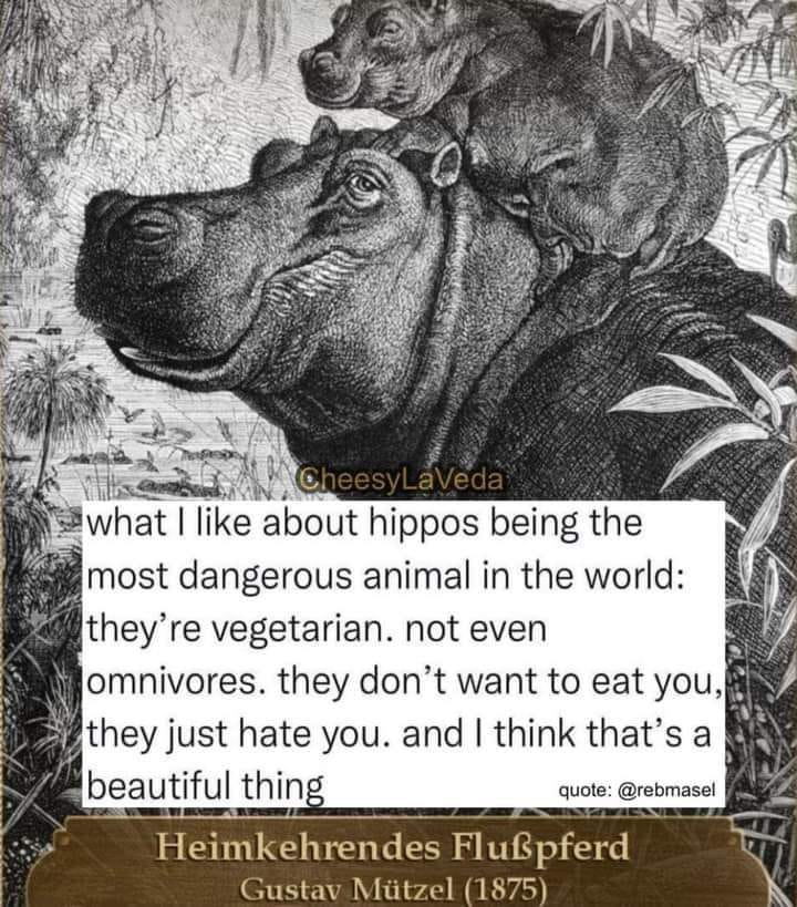 What I like about hippos being the most dangerous animal in the world: they're vegetarian. not even omnivores. they don't want to eat you, they just hate you. and I think that's beautiful thing.