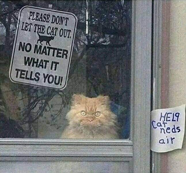 Please don't let the cat out no matter what it tells you
Help cat needs air
