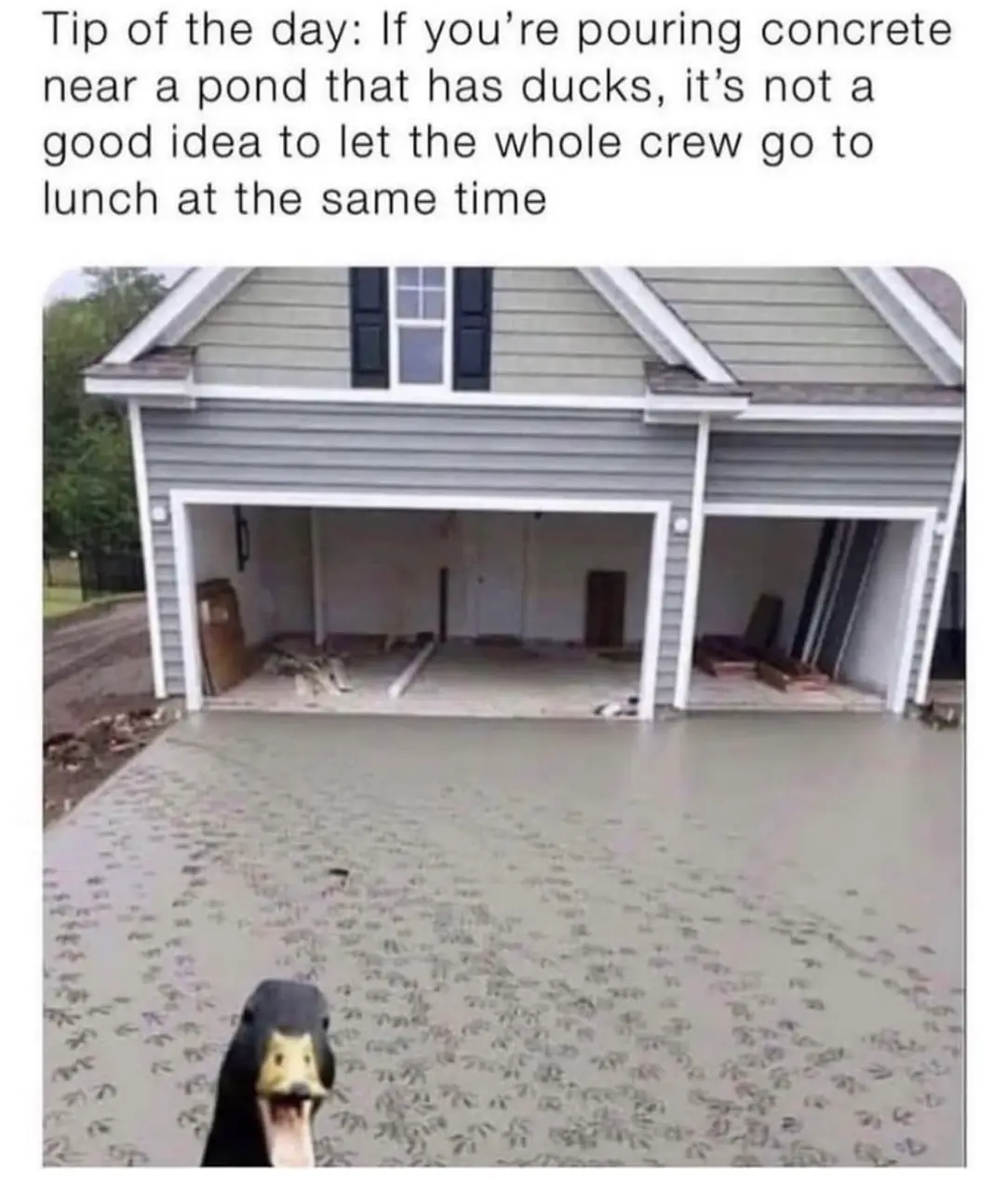 Tip of the day: If you're pouring concrete near a pond that has ducks, it's not a good idea to let the whole crew go to lunch at the same time