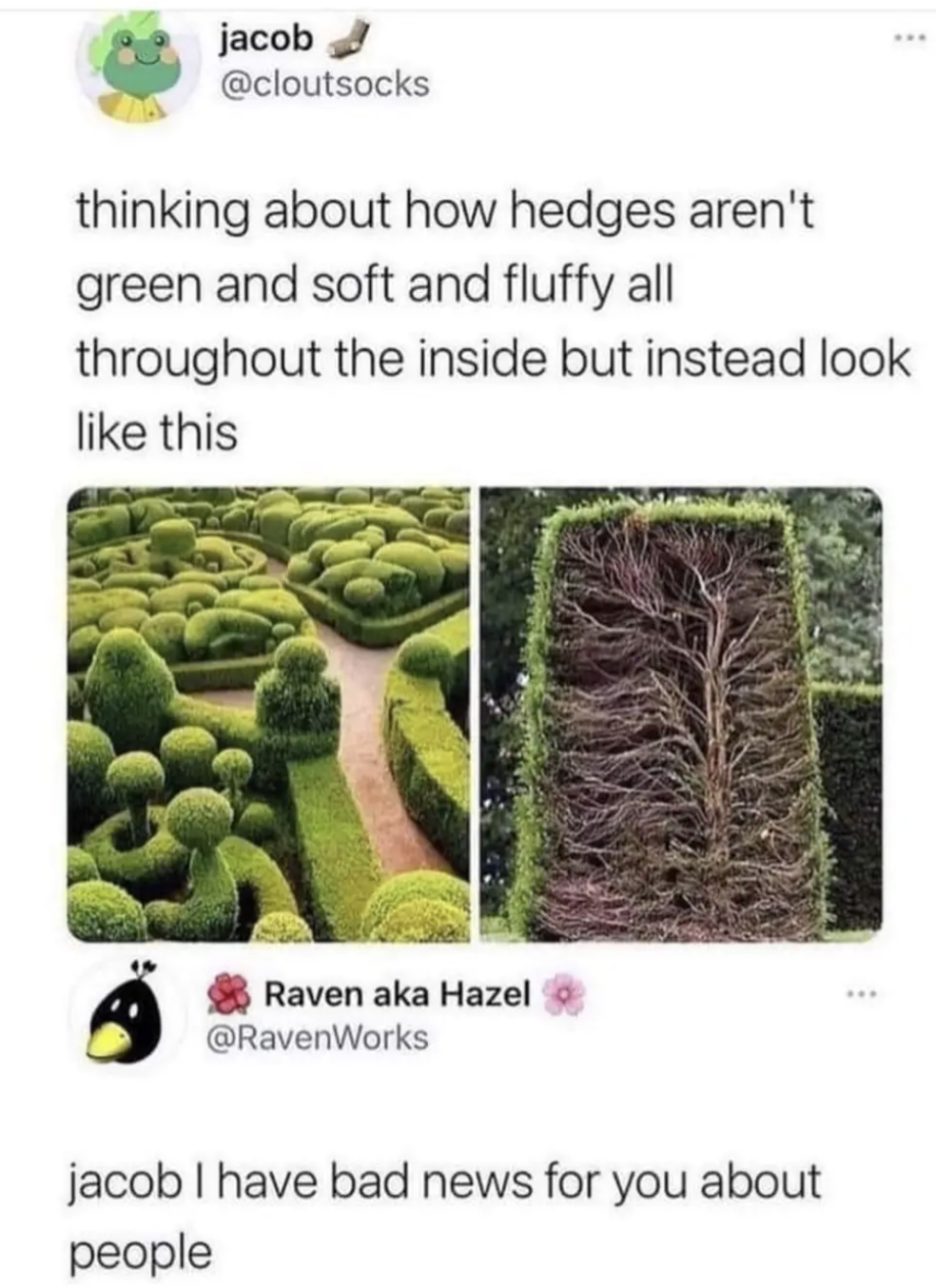 Jacob: thinking about how hedges aren't green and soft and fluffy all throughout the inside, but instead look like this.
Raven aka Hazel: Jacob I have bad new for you about people.