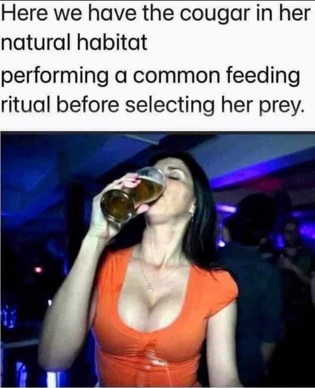 Here we have the cougar in her natural habitat performing a common feeding ritual before selecting her prey.