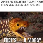 When An Eel...