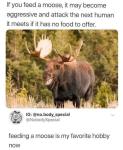Moose