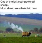 Sheep