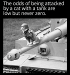 Tank Cat