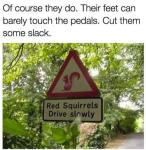 Red Squirrels