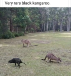 Kangaroo