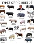Pig Breeds