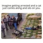 Police Cat