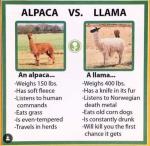 Alpaca and Llama