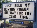 Homing Pigeon